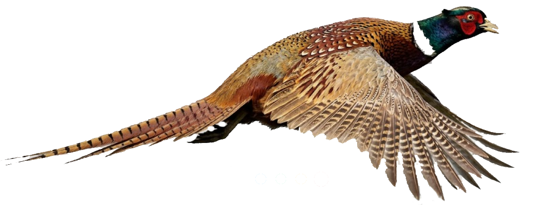 Pheasant in flight