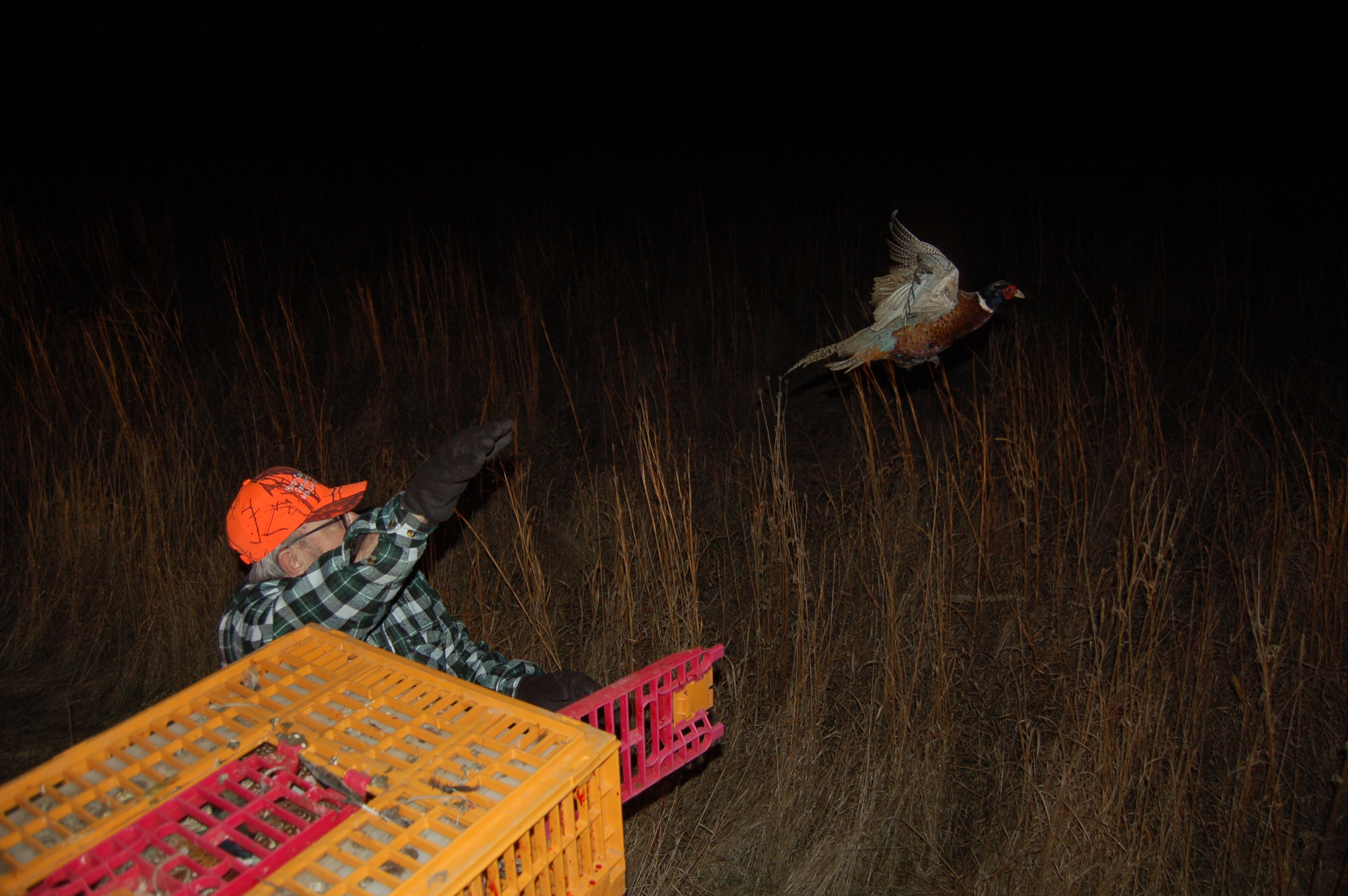 Pheasant Hunting FAQ | MPHI Michigan – Licenses, Rules & Release Program
